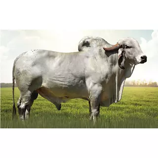 Semex Otton