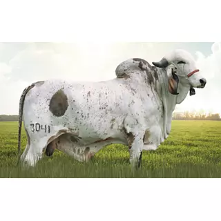 Semex Zaino
