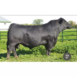 Semex Opportunity