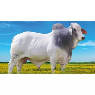Semex Prime Rib