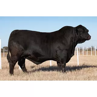 Semex Donatto