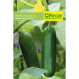 Pepino Cohombro