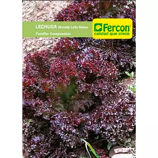 Lechuga Morada