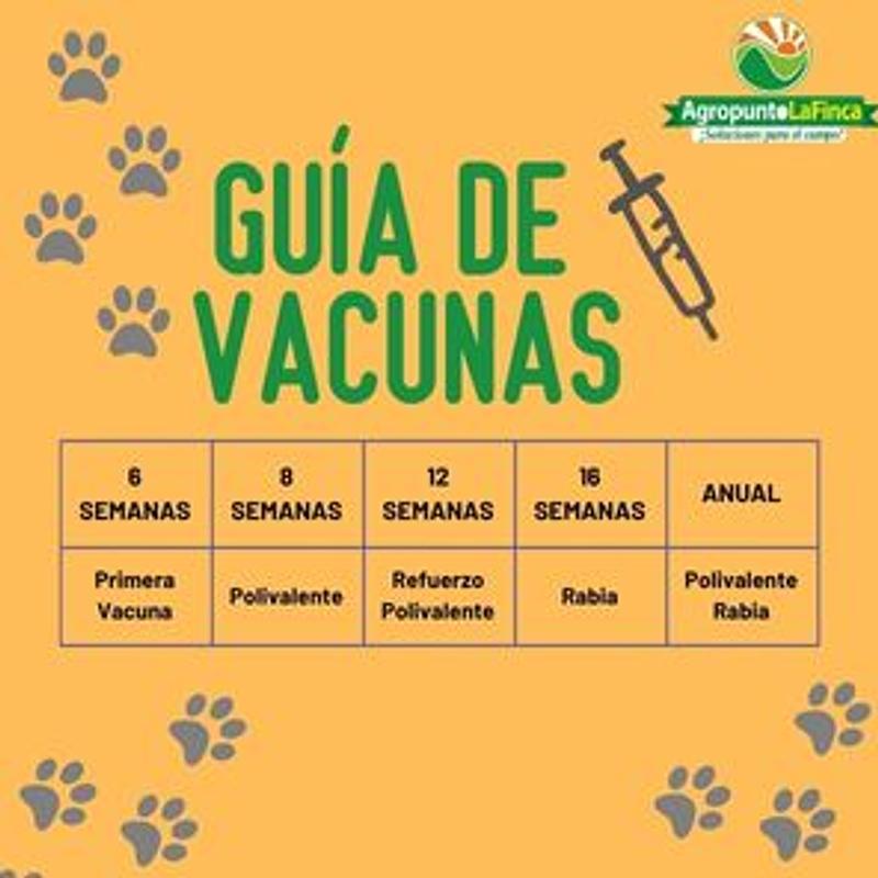 importancia de las vacunas al día para tus peluditos
